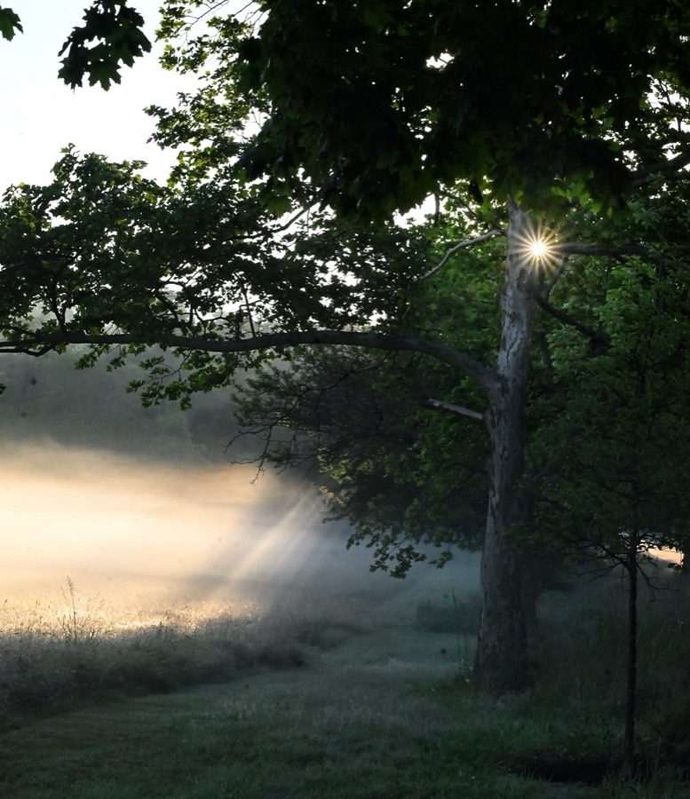 Beverly Brennan (Beverly, MA) - Morning Veil