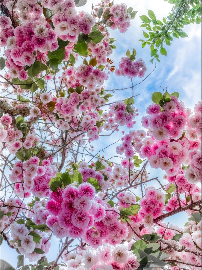 Gregg Weissman (Monterey, CA) - Blossoms Happened