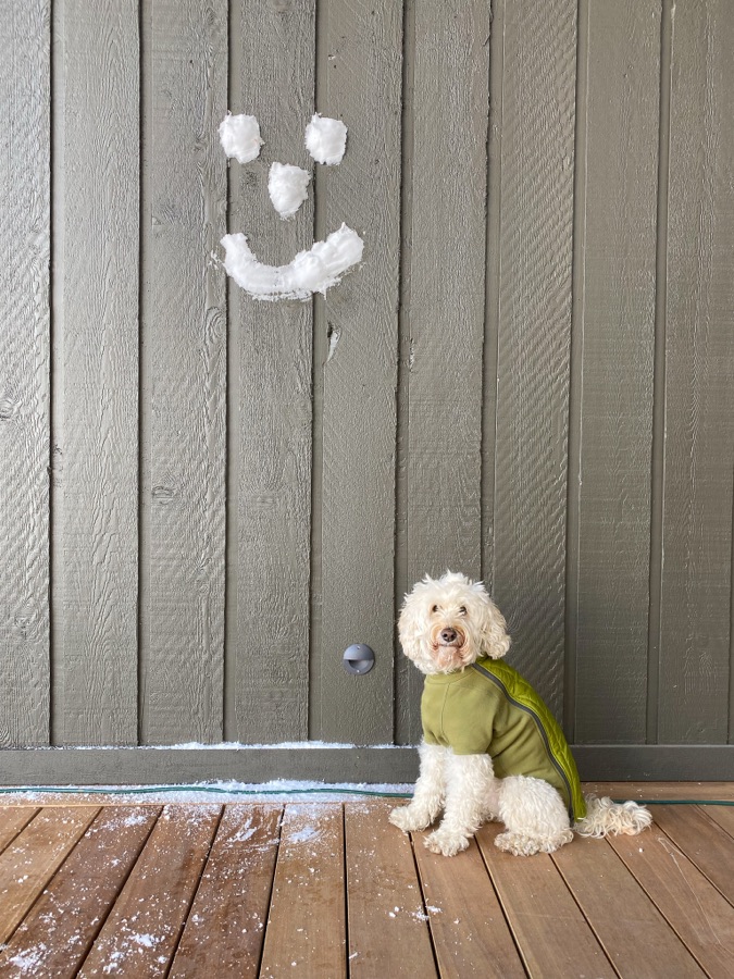 Susan Sawyers (New York, NY) - Joy of Dog and Snow