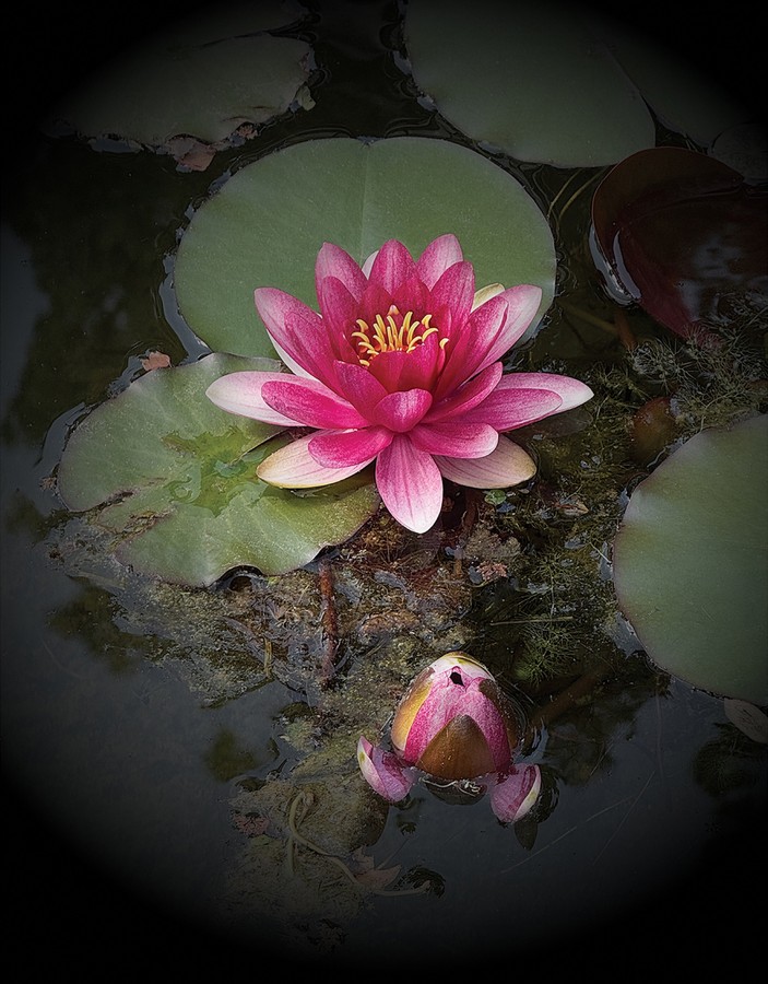 SuZen (New York, NY) - Lotus